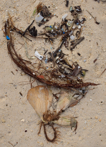 Lanikai - Microplastic Beach